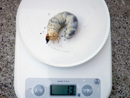 幼虫の体重測定